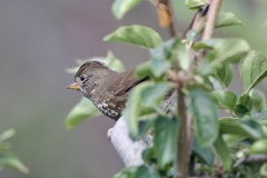Passerella iliaca