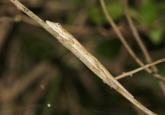 Anolis angusticeps