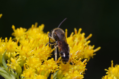 Sphecodogastra