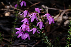 Tetratheca bauerifolia