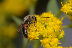 Sphecodogastra