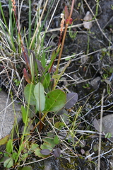 Rumex acetosa pseudoxyria