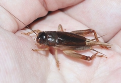 Anurogryllus celerinictus