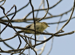 Phylloscopus ibericus