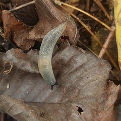 Krynickillus melanocephalus