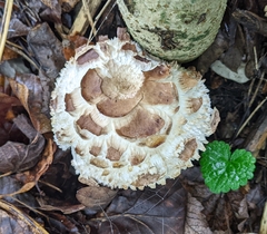 Chlorophyllum