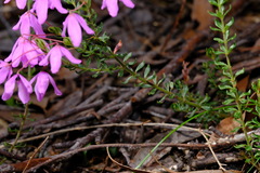 Tetratheca bauerifolia