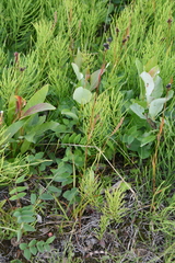 Luzula multiflora sibirica