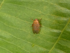 Sphenorhina huggerti