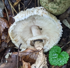 Chlorophyllum
