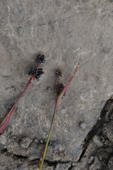 Luzula multiflora sibirica