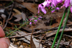 Tetratheca bauerifolia