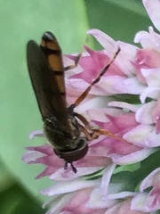 Melanostoma mellinum