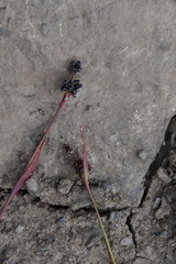 Luzula multiflora sibirica