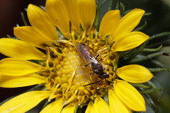 Sphecodogastra