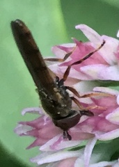 Melanostoma mellinum