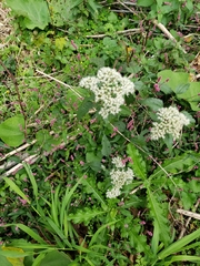 Heracleum sphondylium