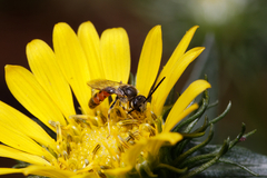 Sphecodogastra