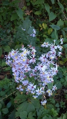 Symphyotrichum shortii