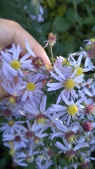 Symphyotrichum shortii