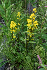 Solidago virgaurea lapponica