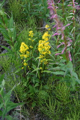 Solidago virgaurea lapponica