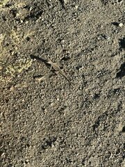 Callisaurus draconoides