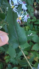 Symphyotrichum shortii