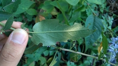 Symphyotrichum shortii