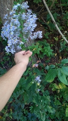 Symphyotrichum shortii