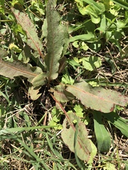 Rumex