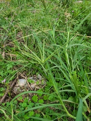 Eleusine indica