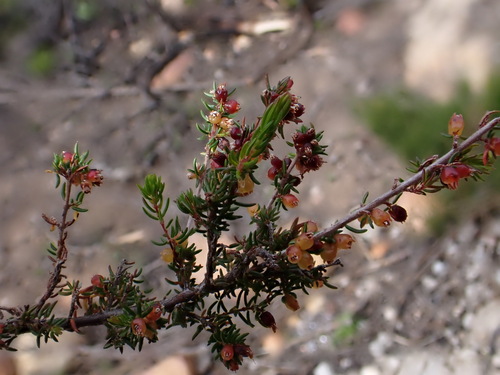 Image of Erica anguligera by (c) Ren Hoekstra, some rights reserved (CC BY)