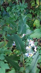 Symphyotrichum shortii