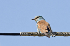 Coracias garrulus garrulus