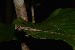Anolis lemurinus