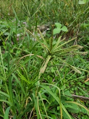 Eleusine indica