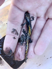 Ambystoma macrodactylum