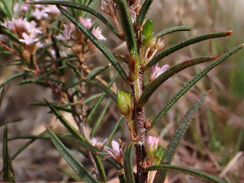 Image of Agathosma pungens by (c) Ren Hoekstra, some rights reserved (CC BY)