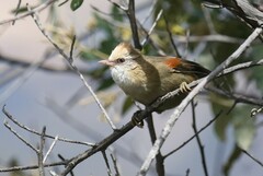 Cranioleuca albicapilla
