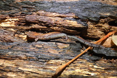 Plethodon cinereus