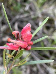 Grevillea obtusifolia