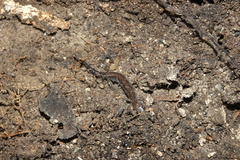 Plethodon cinereus