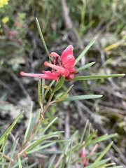 Grevillea obtusifolia