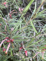 Grevillea obtusifolia