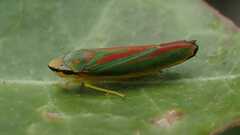 Graphocephala fennahi