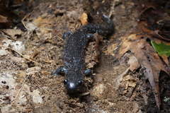 Ambystoma 'unisexual complex'