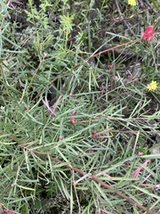 Grevillea obtusifolia