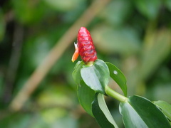 Costus