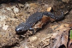 Ambystoma 'unisexual complex'